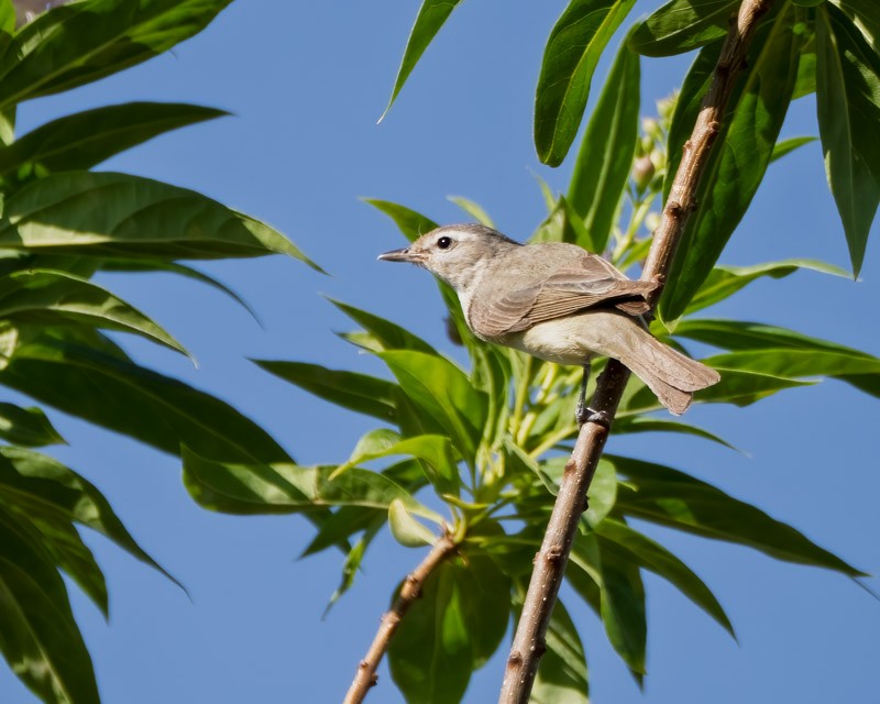 Bell Vireosu - ML657320480