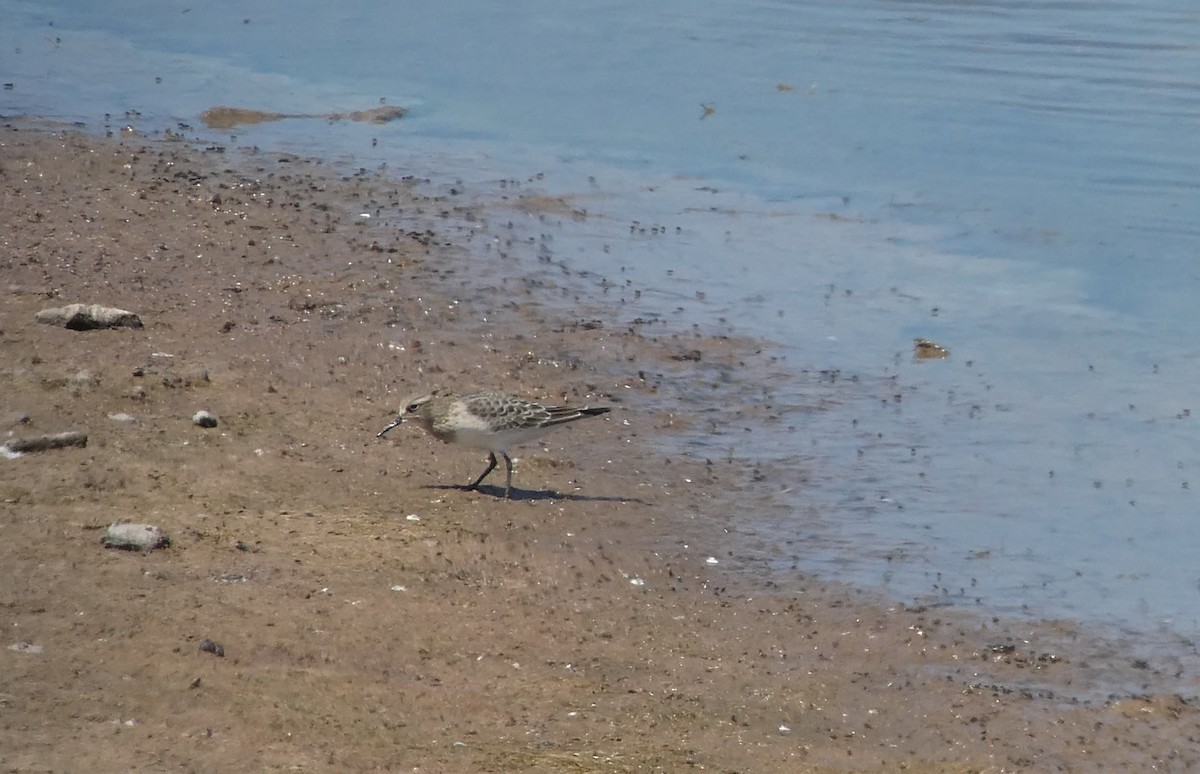 Baird's Sandpiper - ML65732061