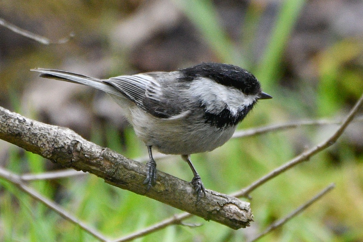 Black-capped Chickadee - ML657320693