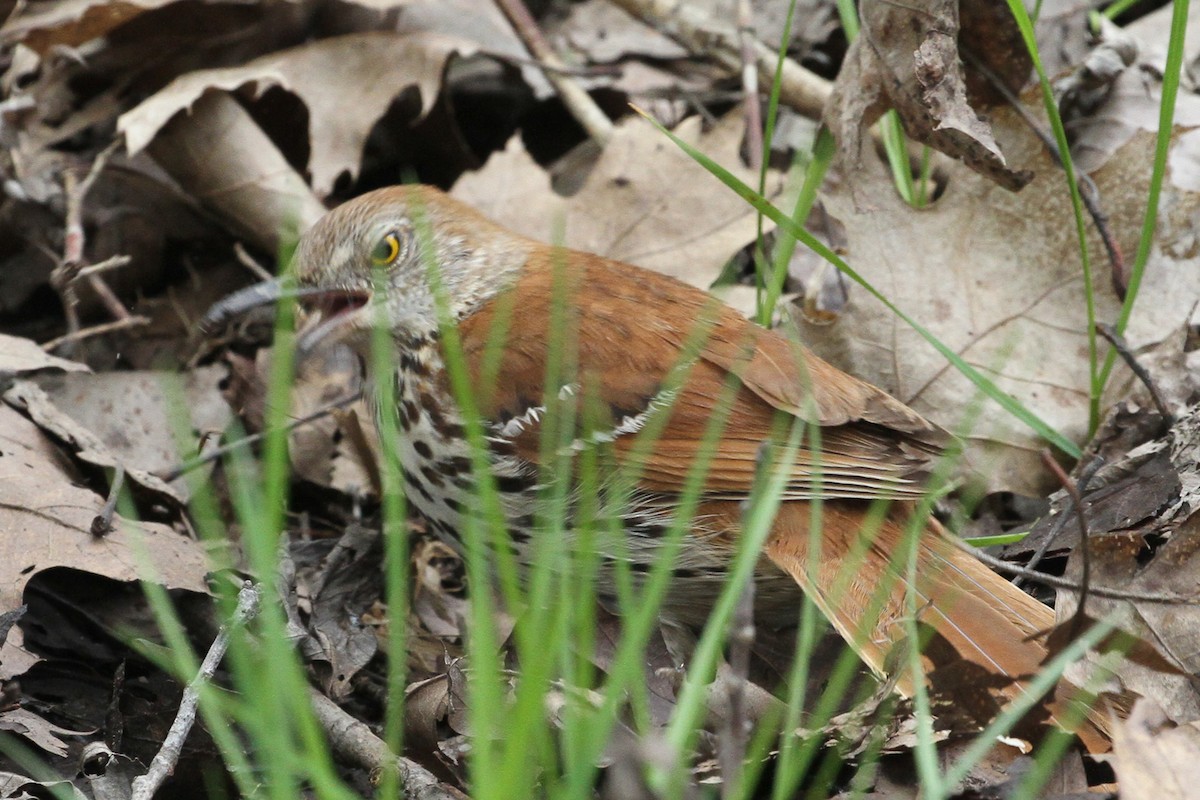 Brown Thrasher - ML657320726