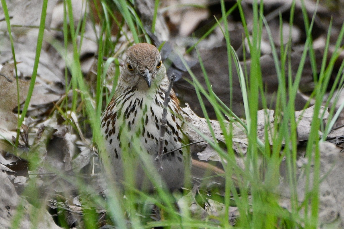 Brown Thrasher - ML657320735