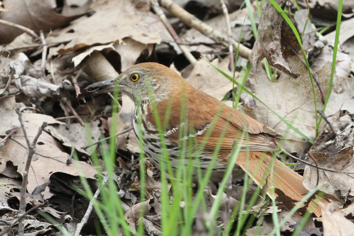 Brown Thrasher - ML657320935