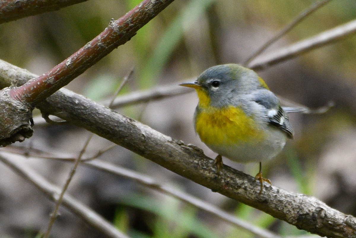 Northern Parula - ML657321051