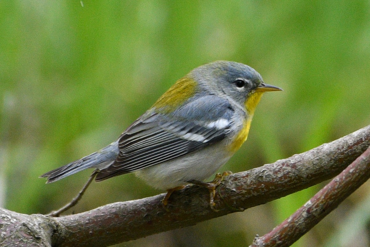 Northern Parula - ML657321052