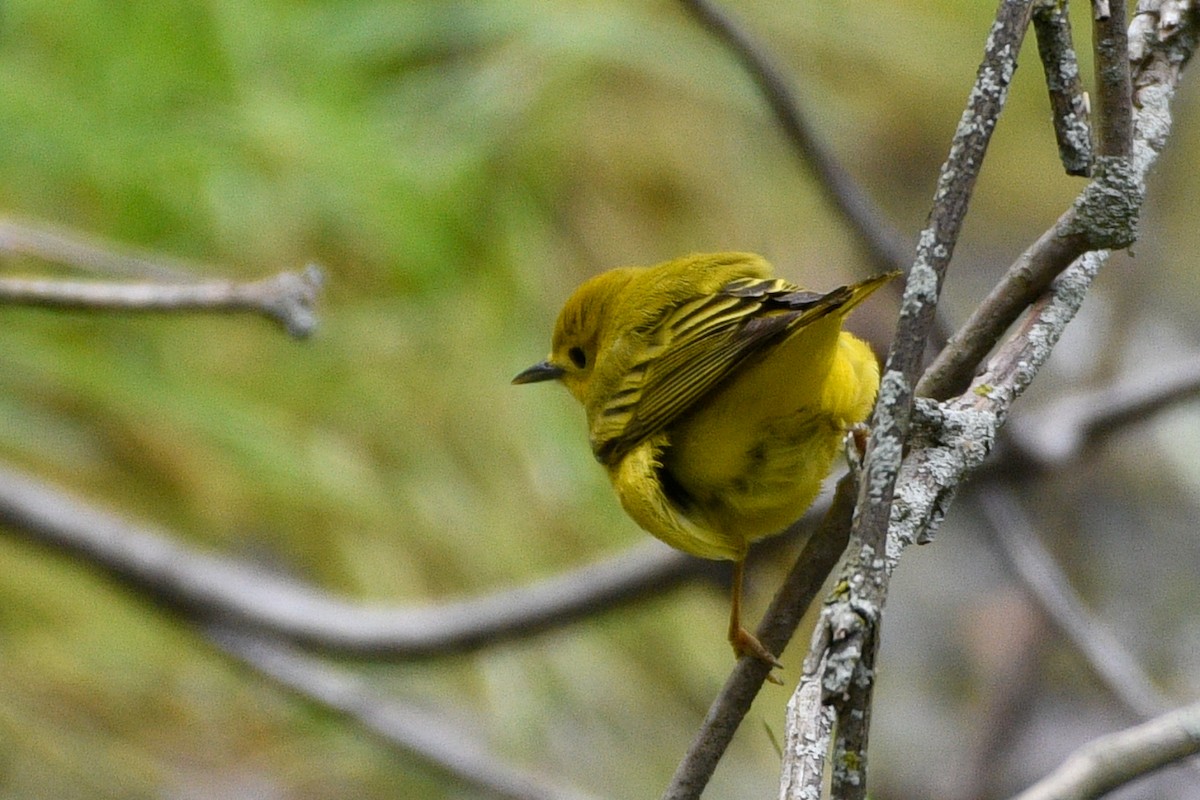 Northern Yellow Warbler - ML657321186