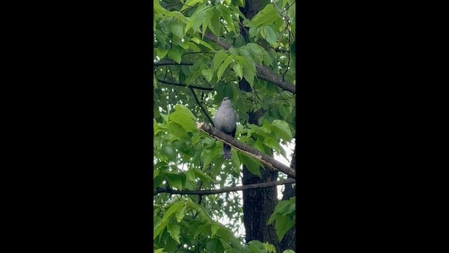 Gray Catbird - ML657321443