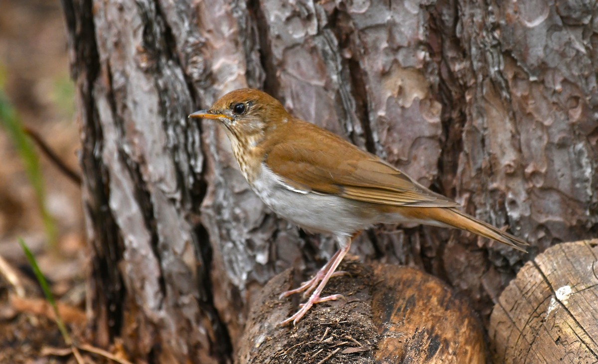 eBird Checklist - 12 May 2026 - 10162 Wisconsin 40, Bloomer, Wisconsin ...