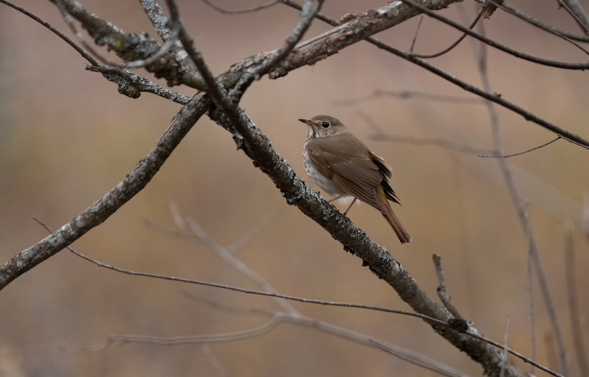 Hermit Thrush - ML657321733