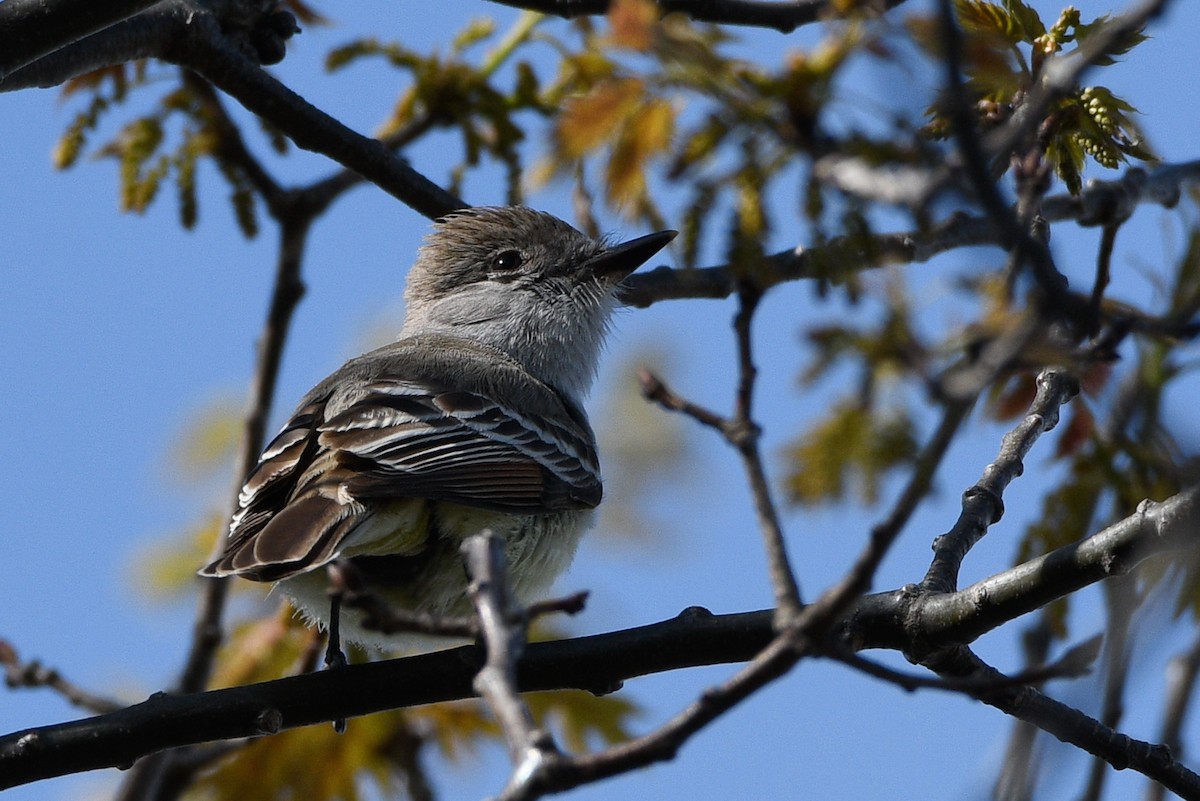 Ash-throated Flycatcher - ML657321838