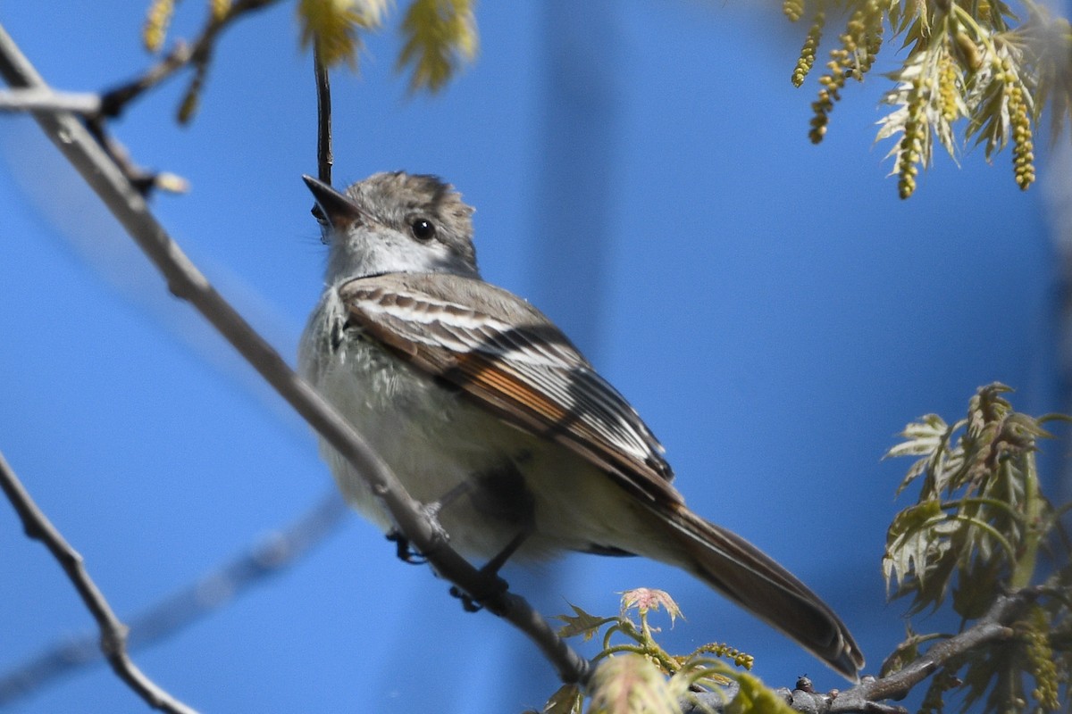 Ash-throated Flycatcher - ML657321839