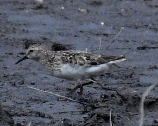 Semipalmated Sandpiper - Dorrie Holmes