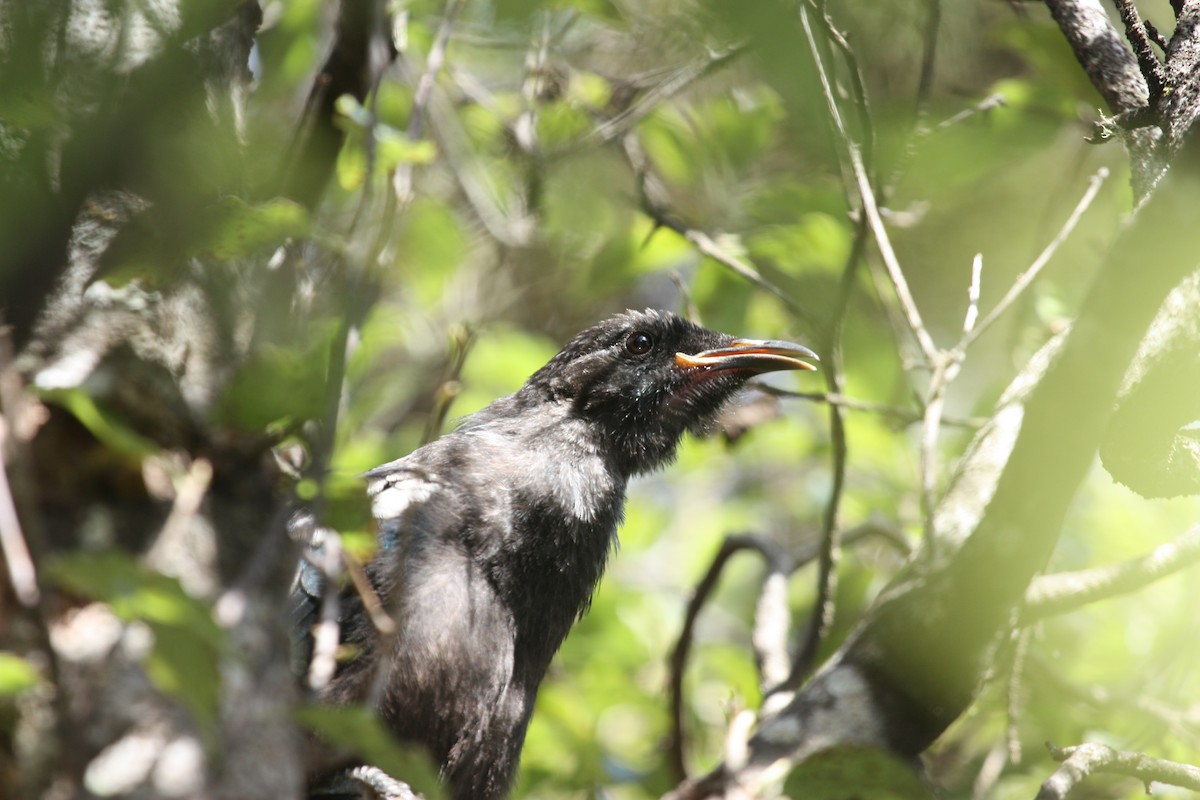Tui - ML657322188