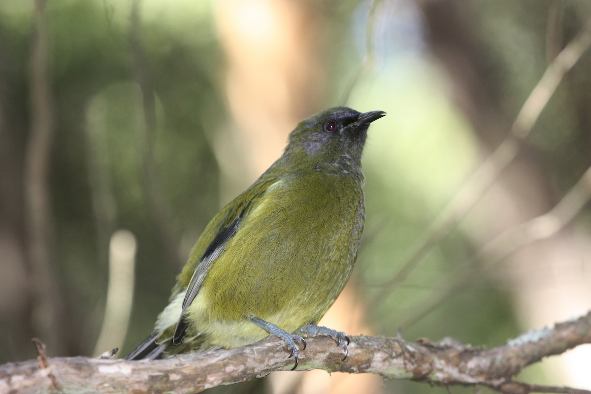 New Zealand Bellbird - ML657322189