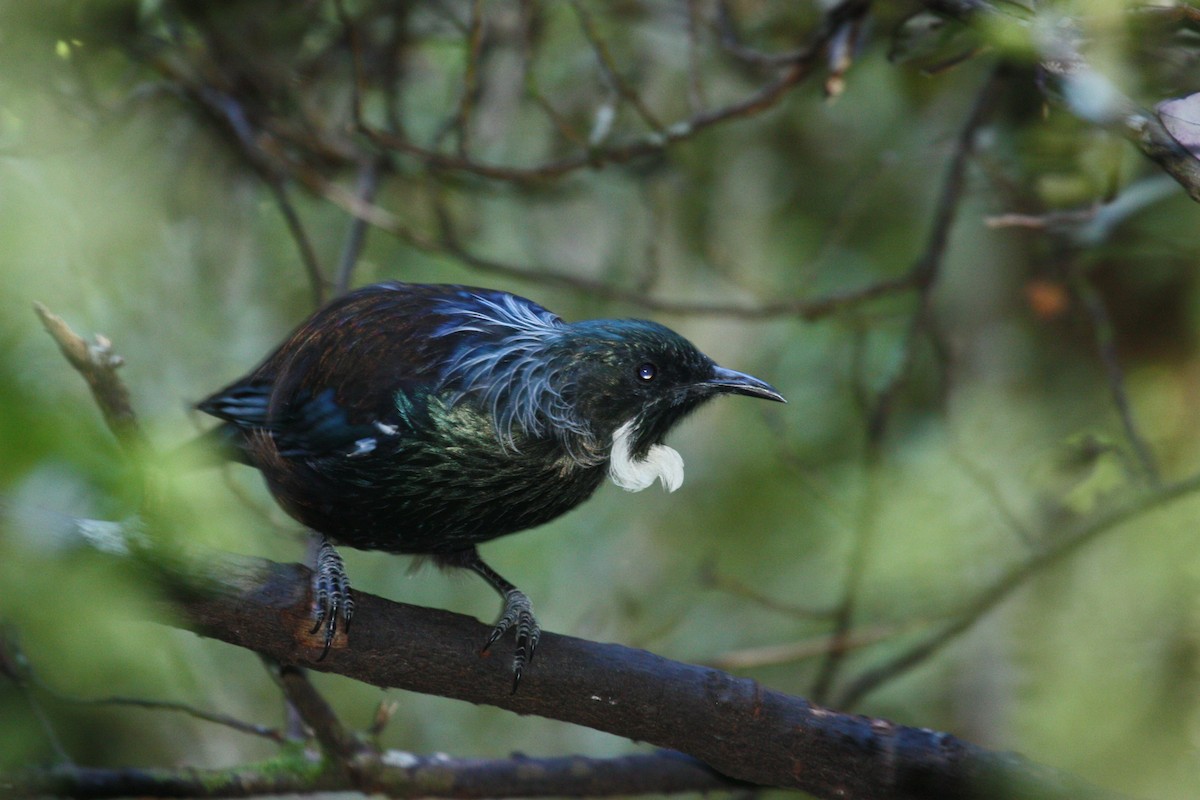 Tui - ML657322190