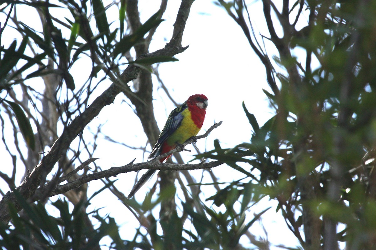 Eastern Rosella - ML657322444