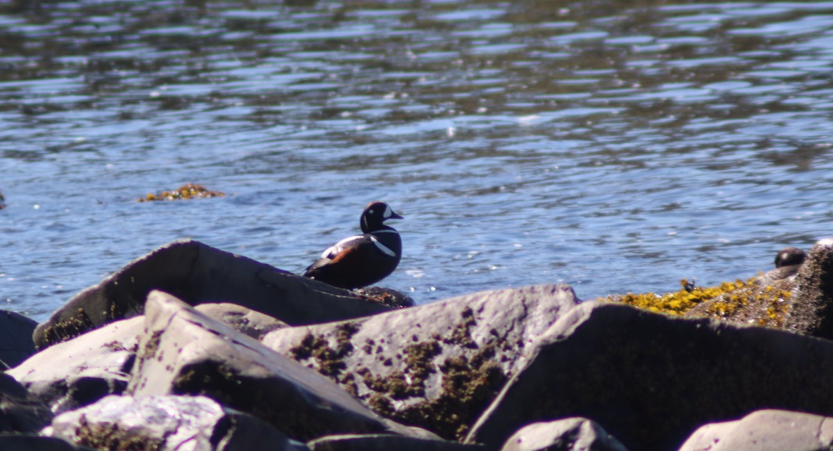 eBird Checklist - 12 May 2026 - Halibut Point State Recreation Site ...