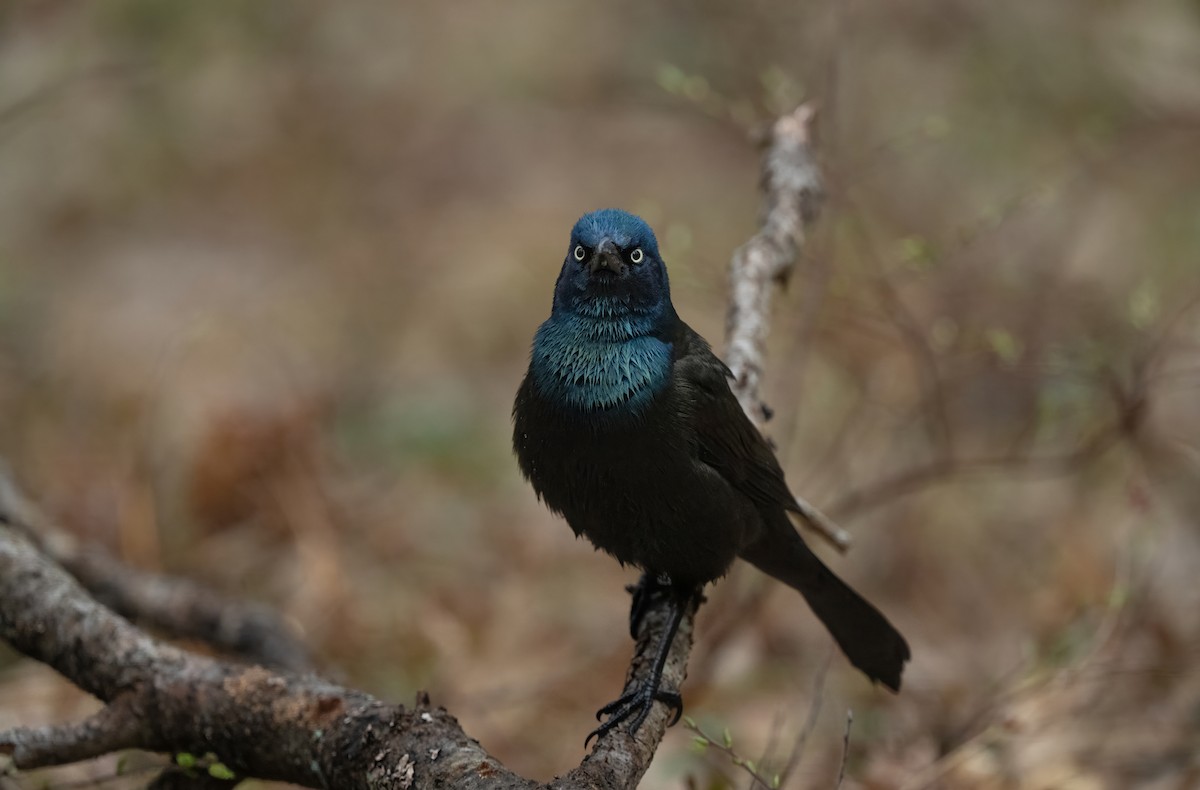 Common Grackle - ML657322959