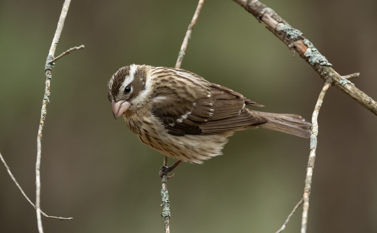 Rose-breasted Grosbeak - ML657323006