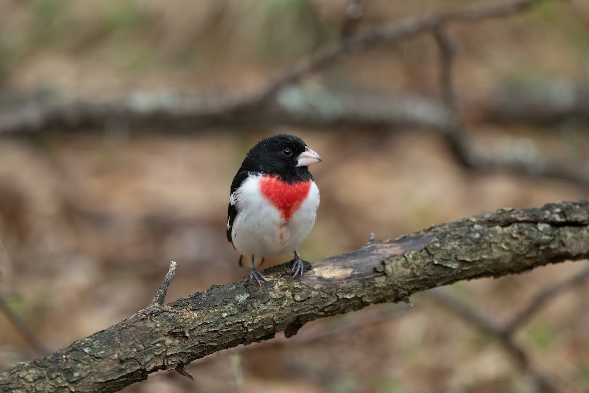 Rose-breasted Grosbeak - ML657323007