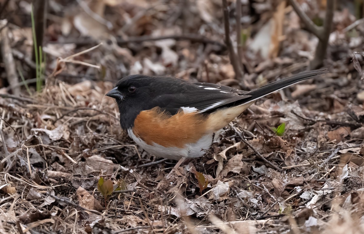 Eastern Towhee - ML657323266
