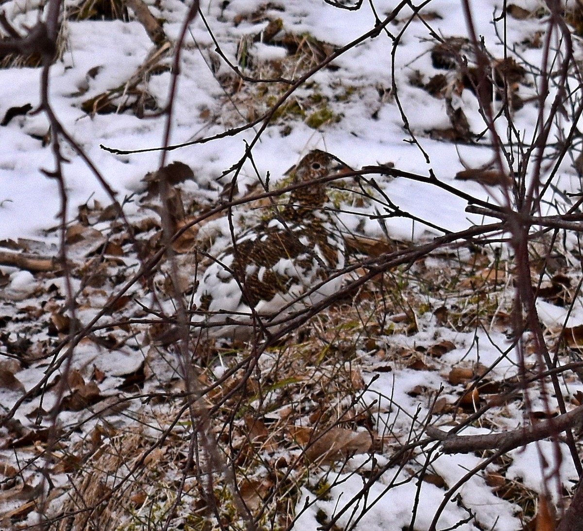 Alpenschneehuhn - ML657323902