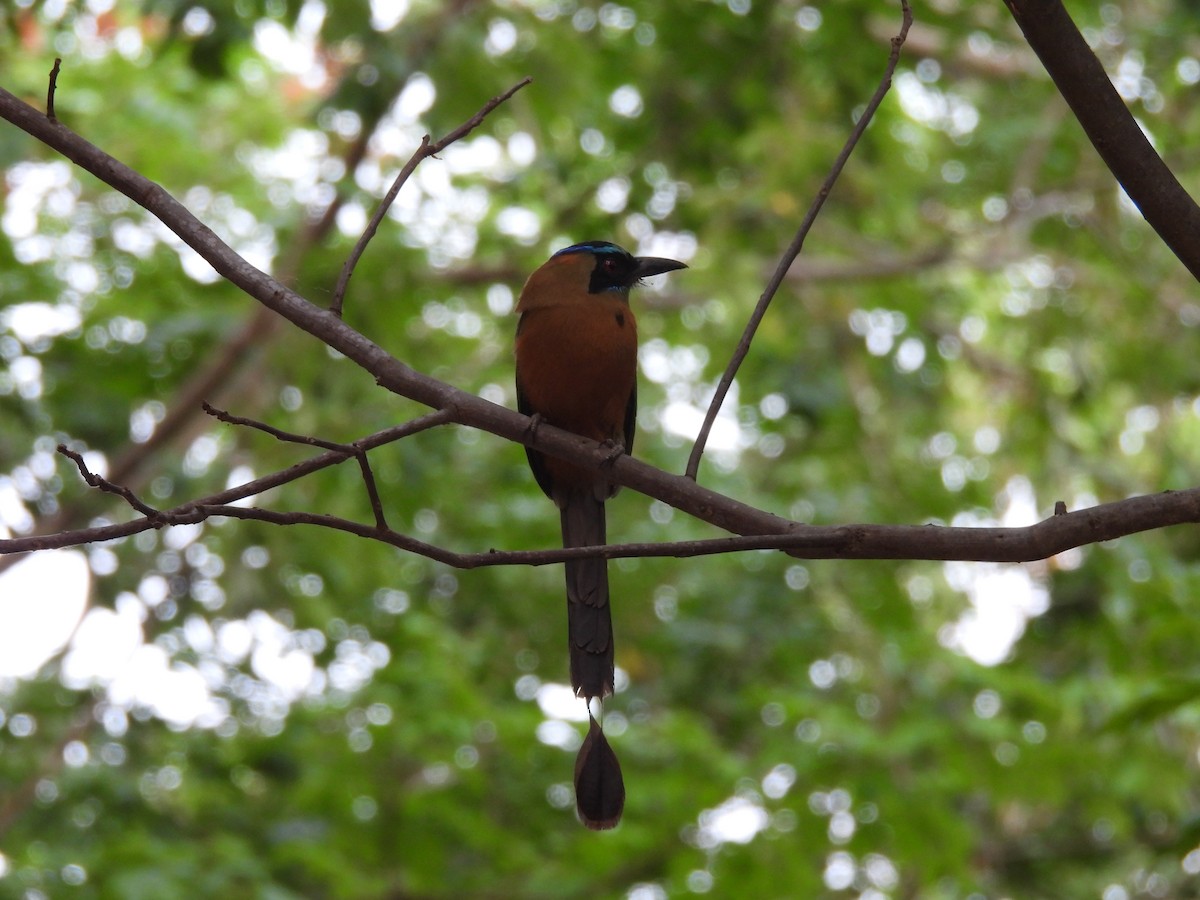 Rötelbauchmotmot - ML657323905
