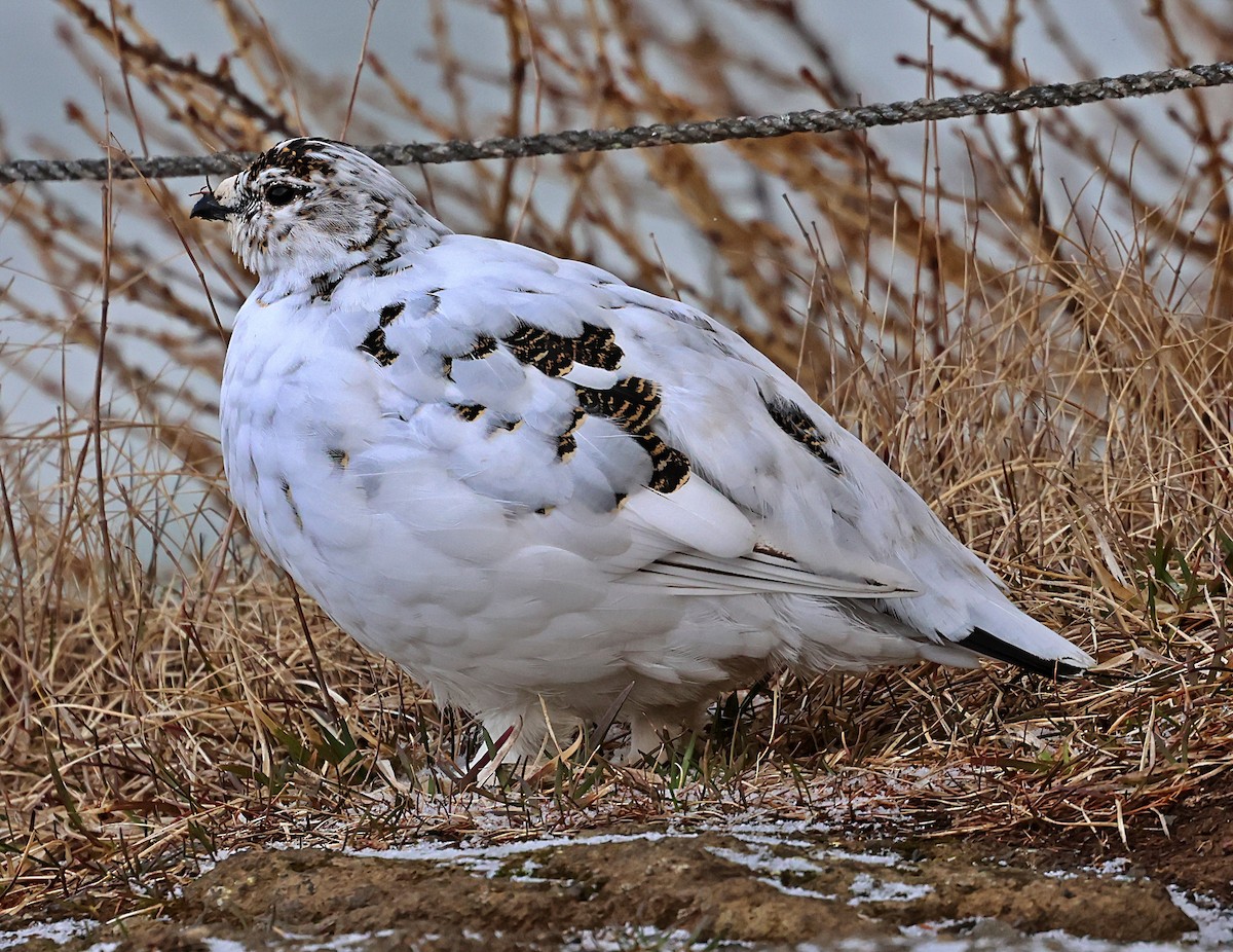 Alpenschneehuhn - ML657323906