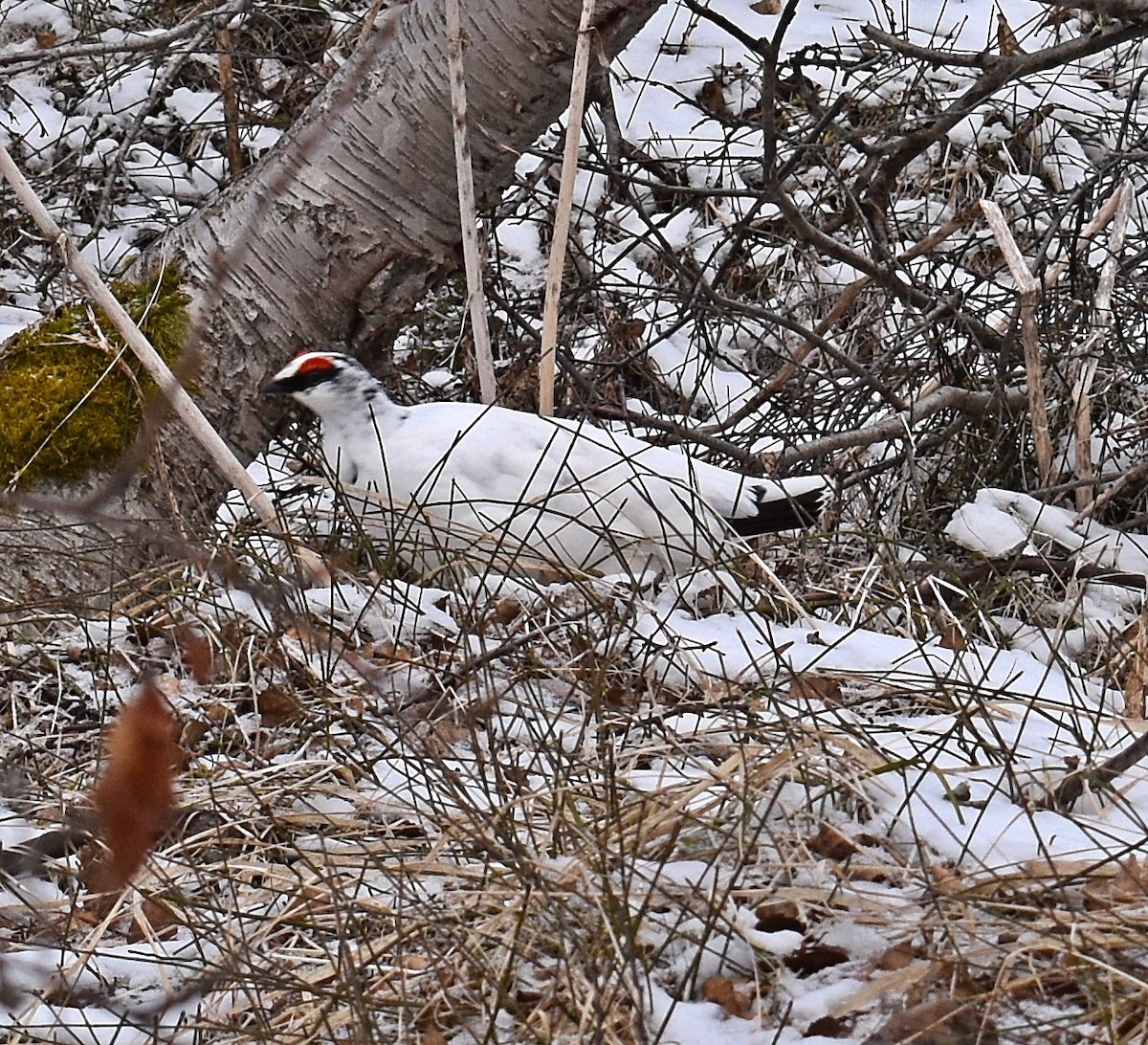 Alpenschneehuhn - ML657323907