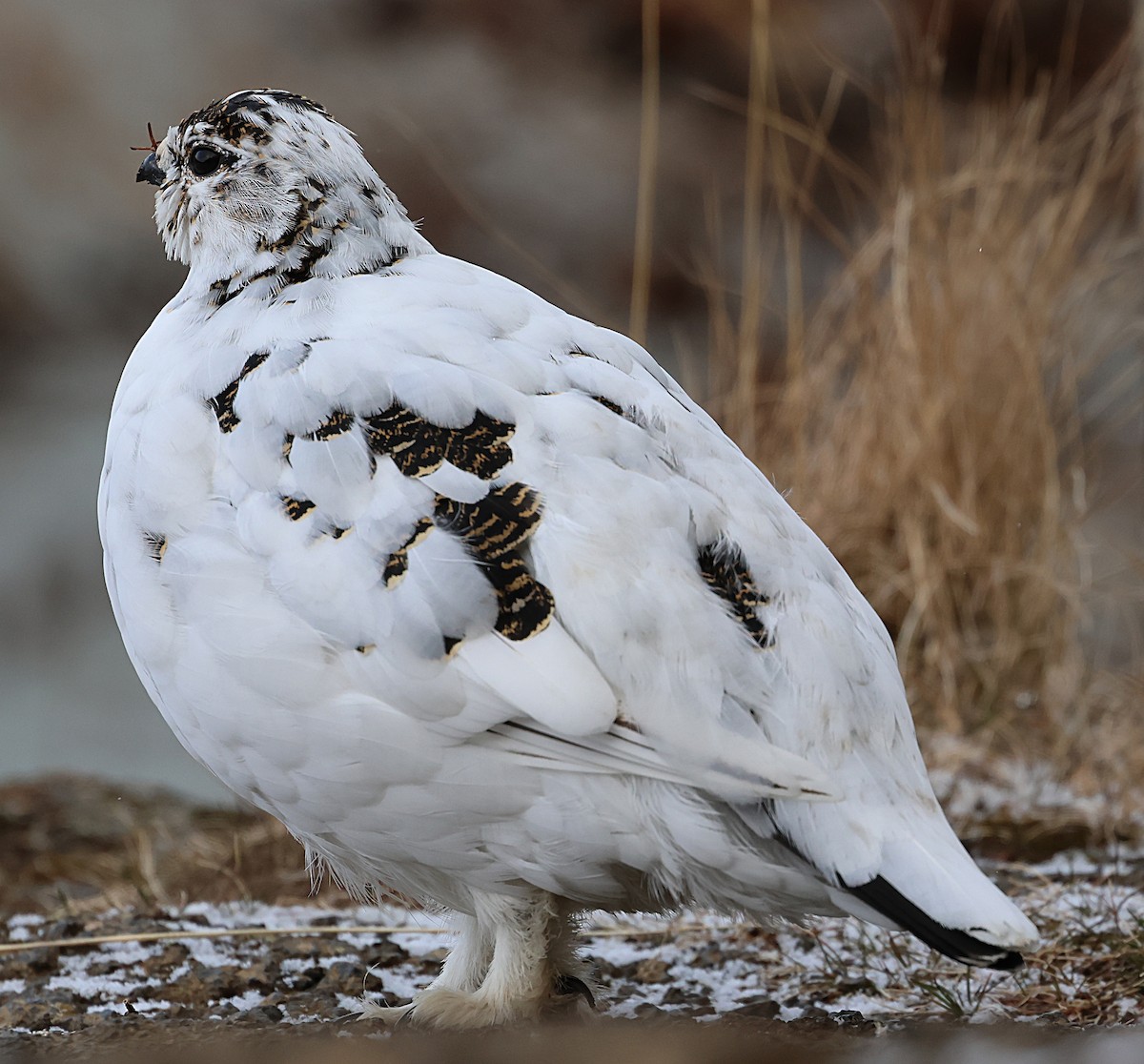 Alpenschneehuhn - ML657323912