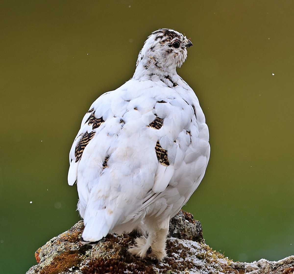 Alpenschneehuhn - ML657323913