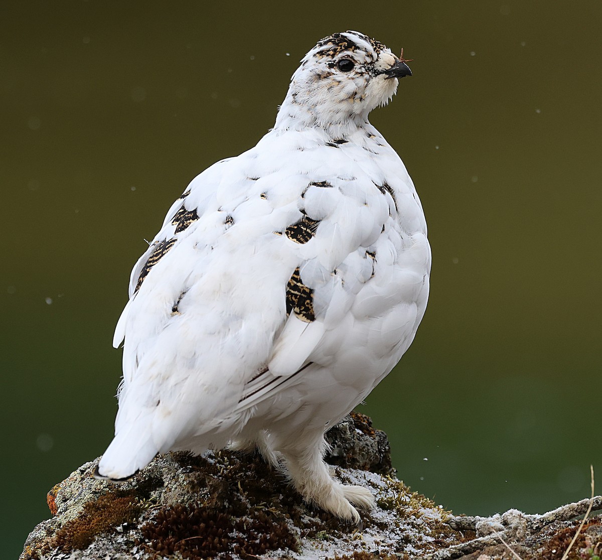 Alpenschneehuhn - ML657323914