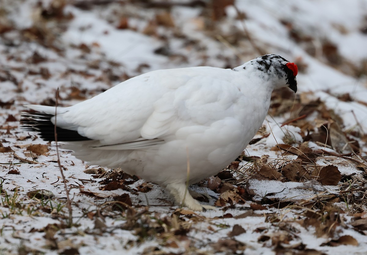 Alpenschneehuhn - ML657323915