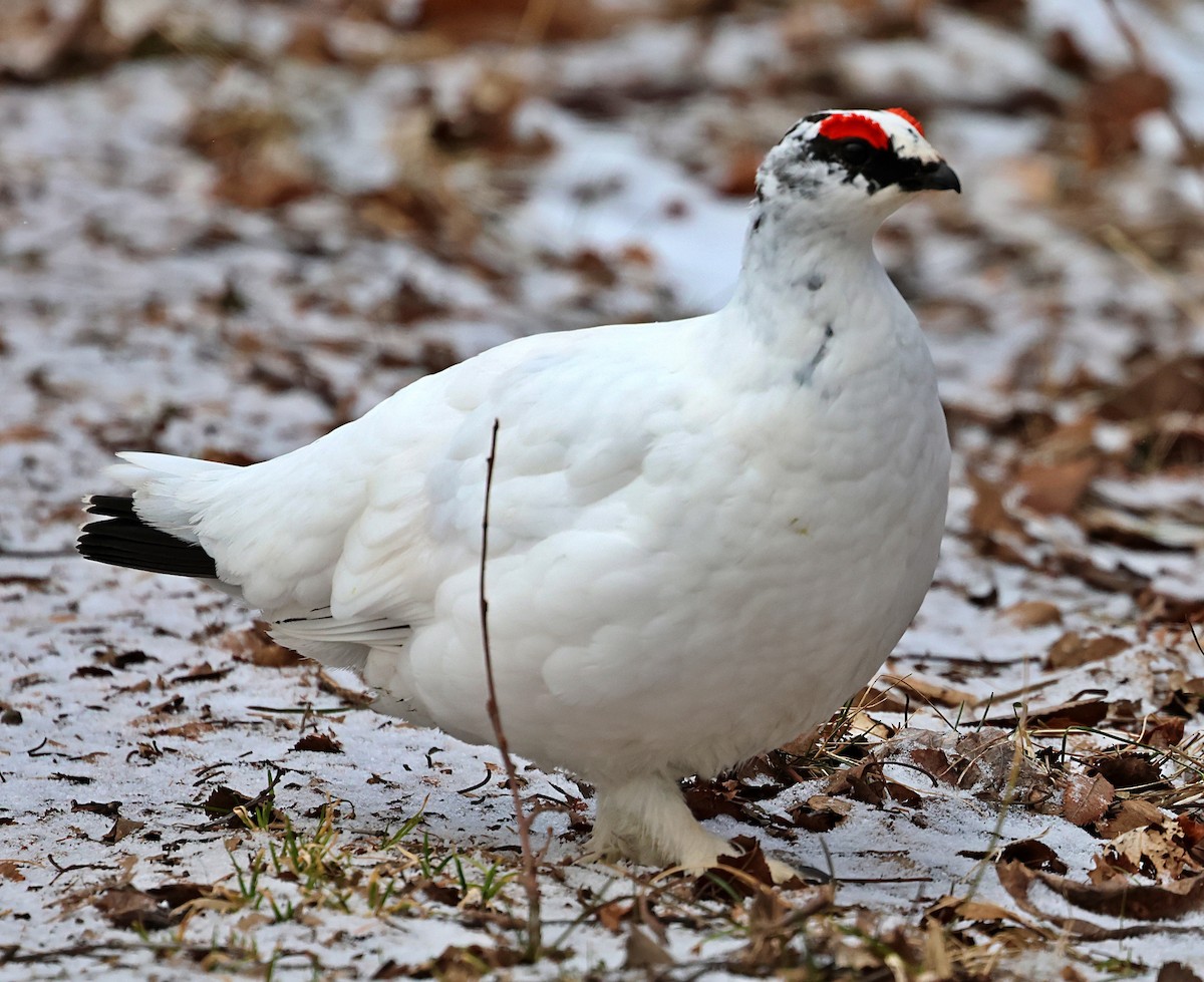 Alpenschneehuhn - ML657323916