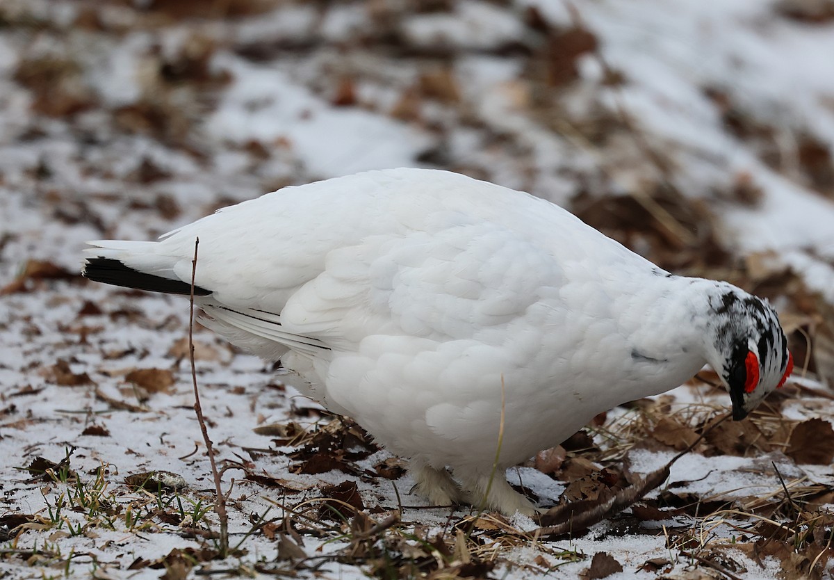 Alpenschneehuhn - ML657323917