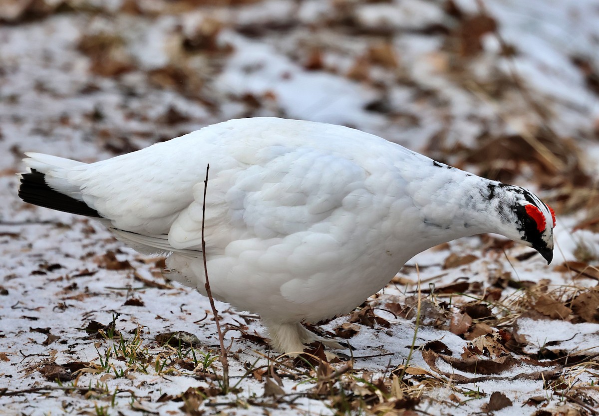 Alpenschneehuhn - ML657323918