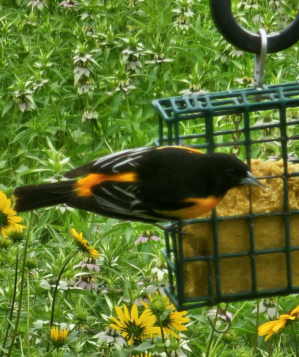 Baltimoretrupial - ML657323921