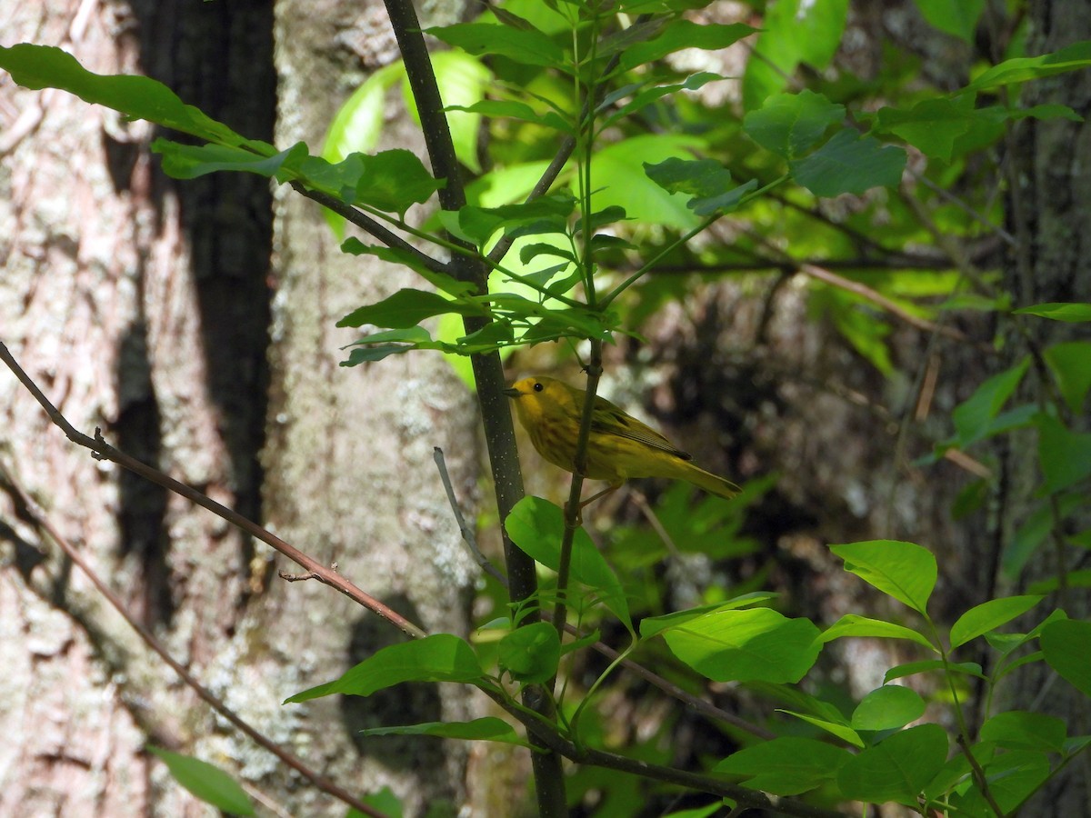 Goldwaldsänger - ML657323922
