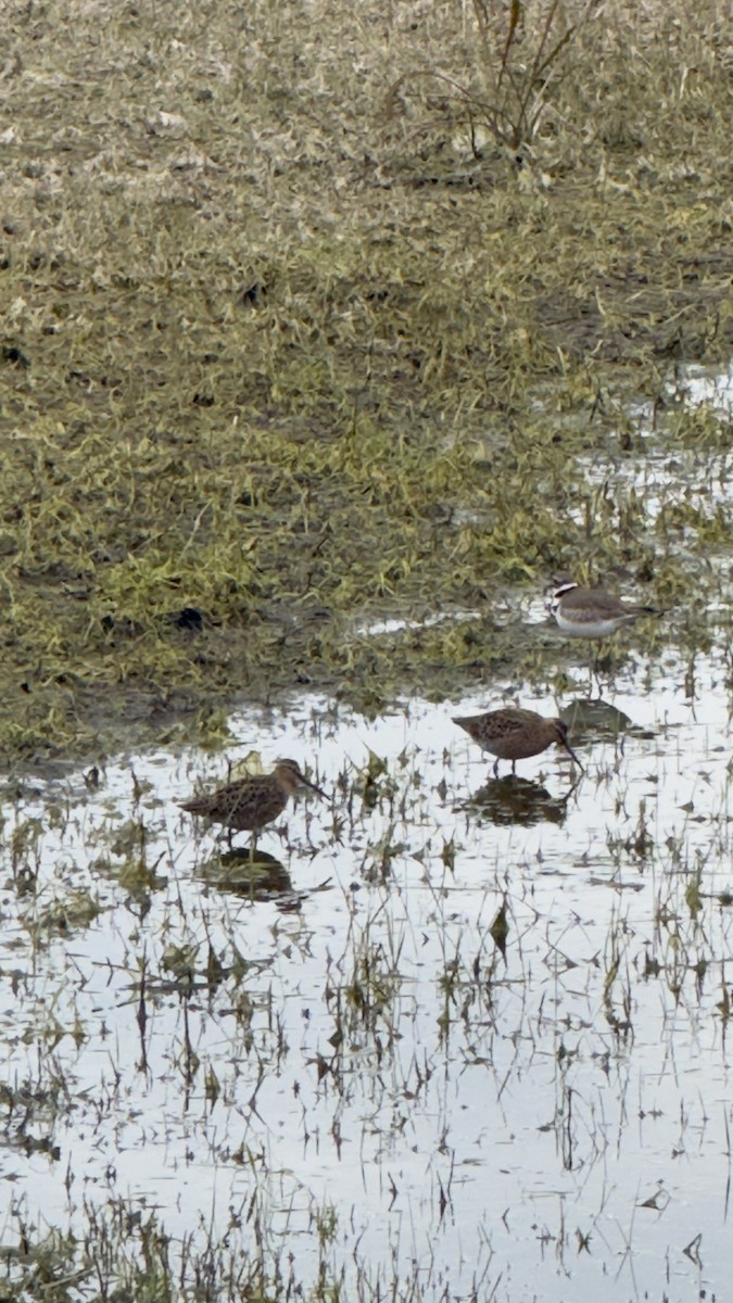 Keilschwanz-Regenpfeifer - ML657323949