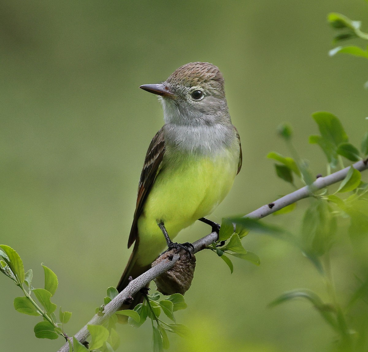 Great Crested Flycatcher - ML657325667