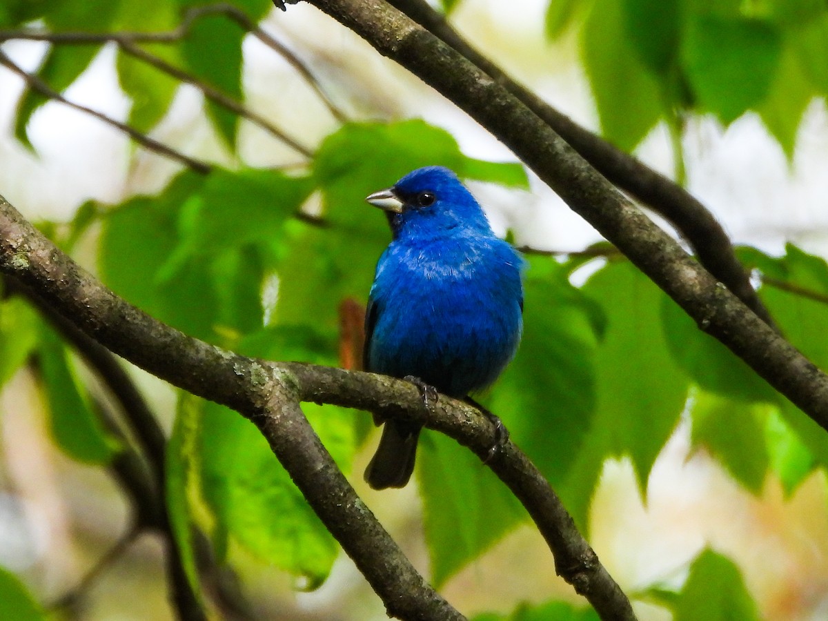 Indigo Bunting - ML657326236
