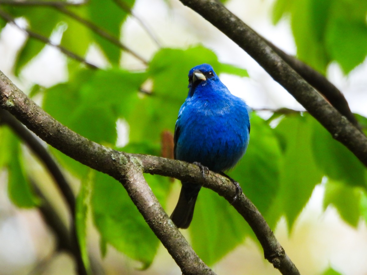 Indigo Bunting - ML657326238