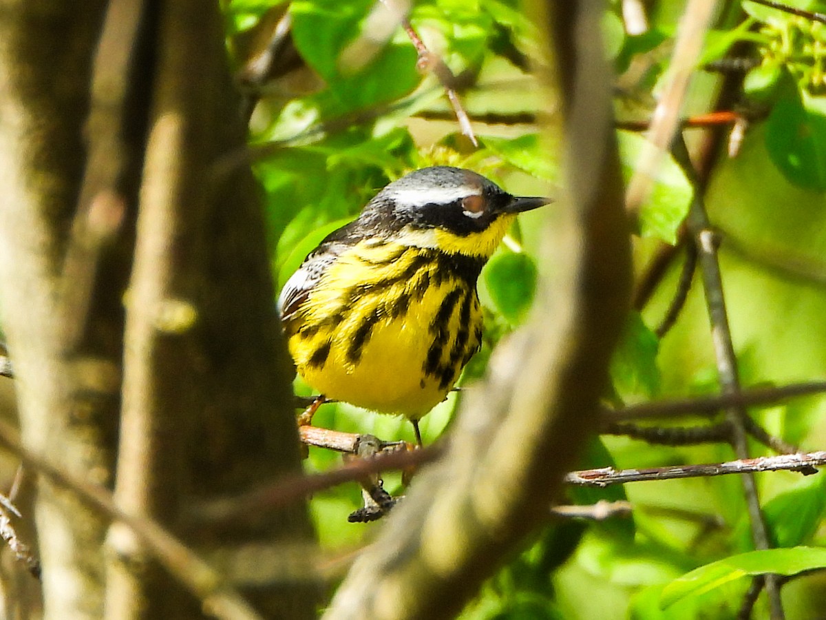 Magnolia Warbler - ML657326257