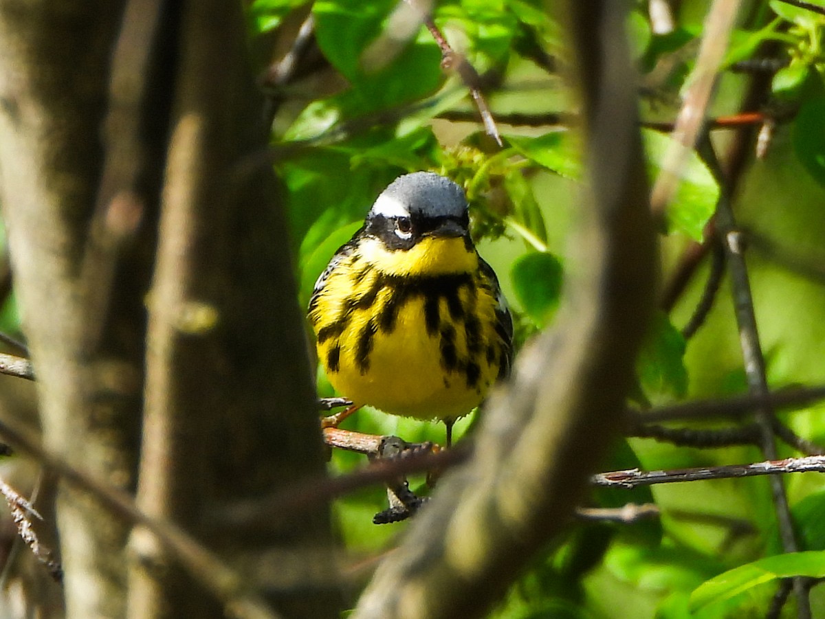 Magnolia Warbler - ML657326258