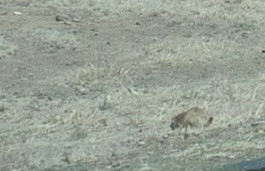 動物界 - ML657327641