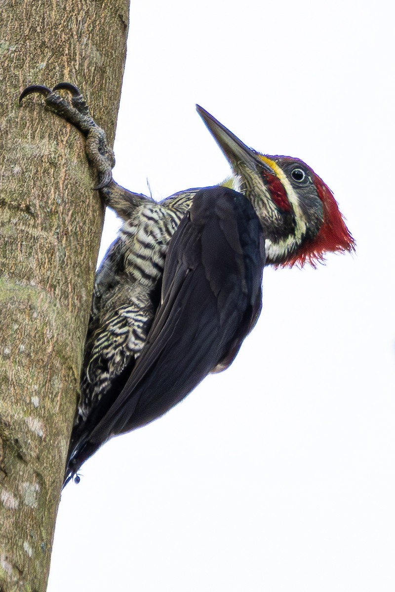 Lineated Woodpecker - ML657328483