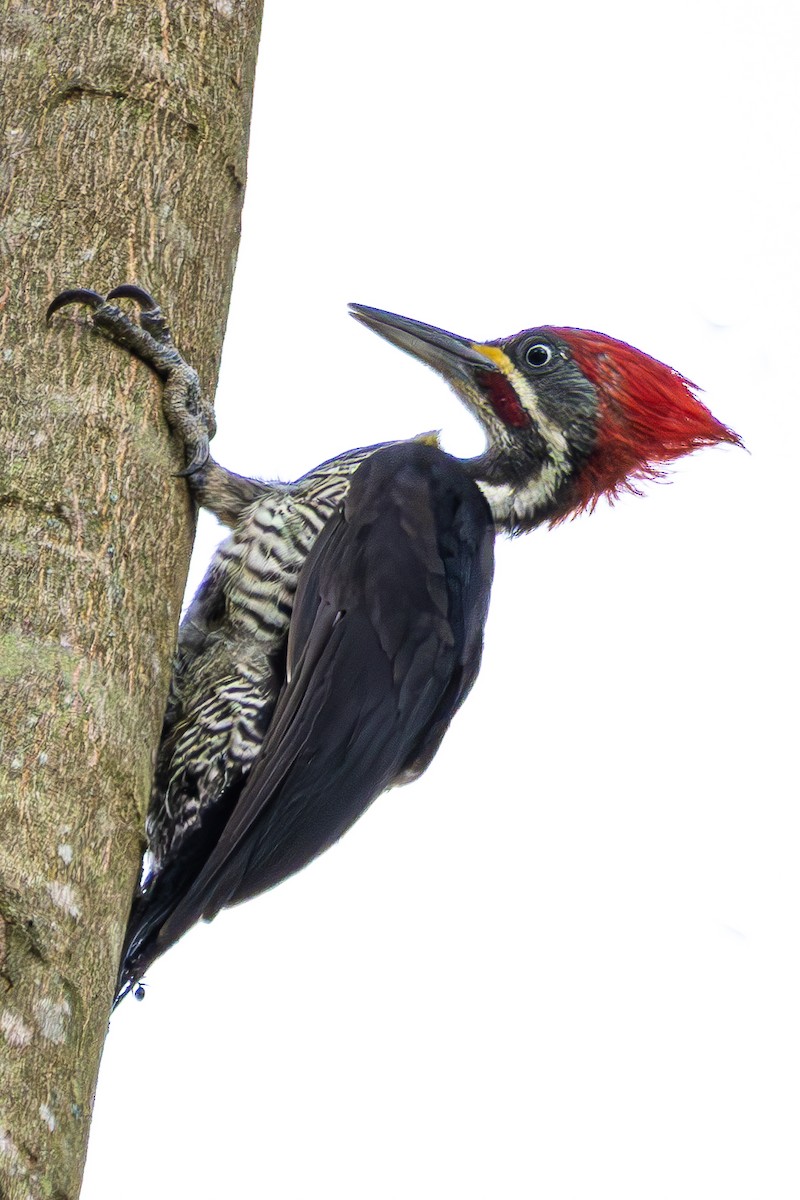 Lineated Woodpecker - ML657328484