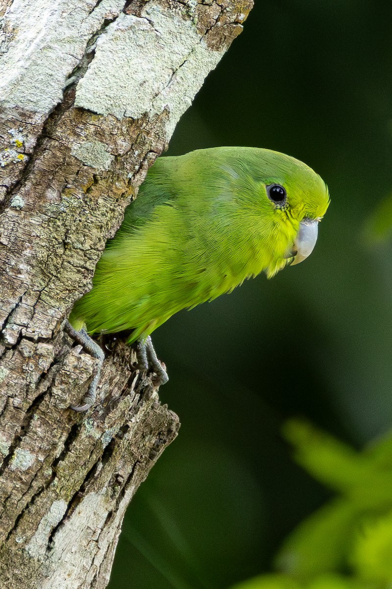 Cobalt-rumped Parrotlet - ML657328516