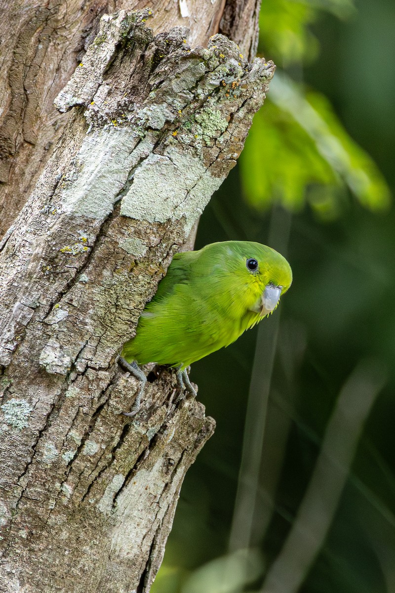 Cobalt-rumped Parrotlet - ML657328517