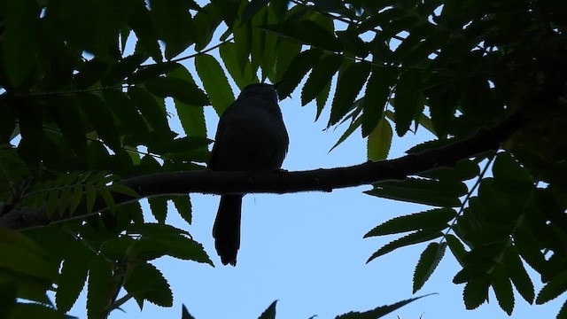 Gray Catbird - ML657329061