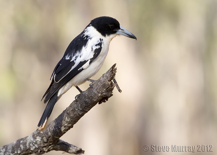 Black-backed Butcherbird - Stephen Murray